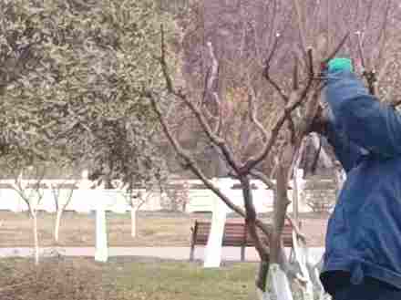 园林树木修剪与整形的基本方法与要点