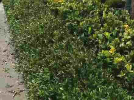 探索昆山绿化养护公司：气候特点和土壤状况