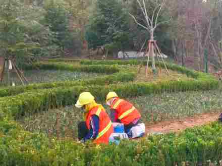 昆山绿化公司：分析绿化景观工程设计策略