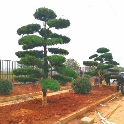 企事业单位绿化工程