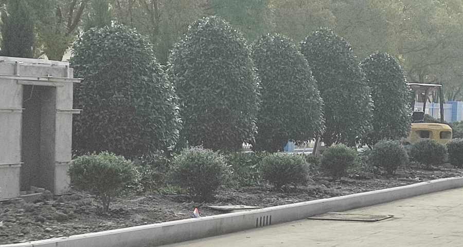 昆山厂区绿化改造设计