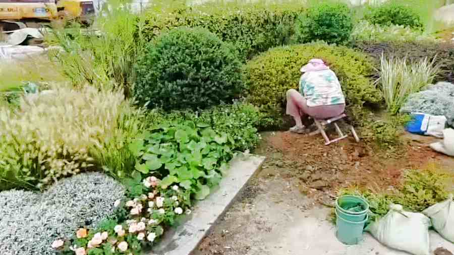 昆山广场绿化施工