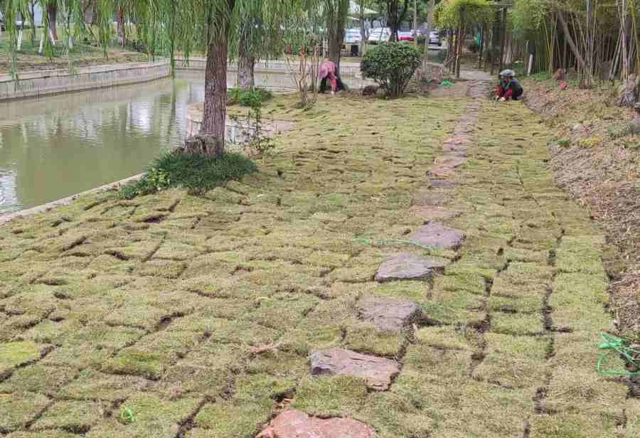 昆山旧草坪翻新