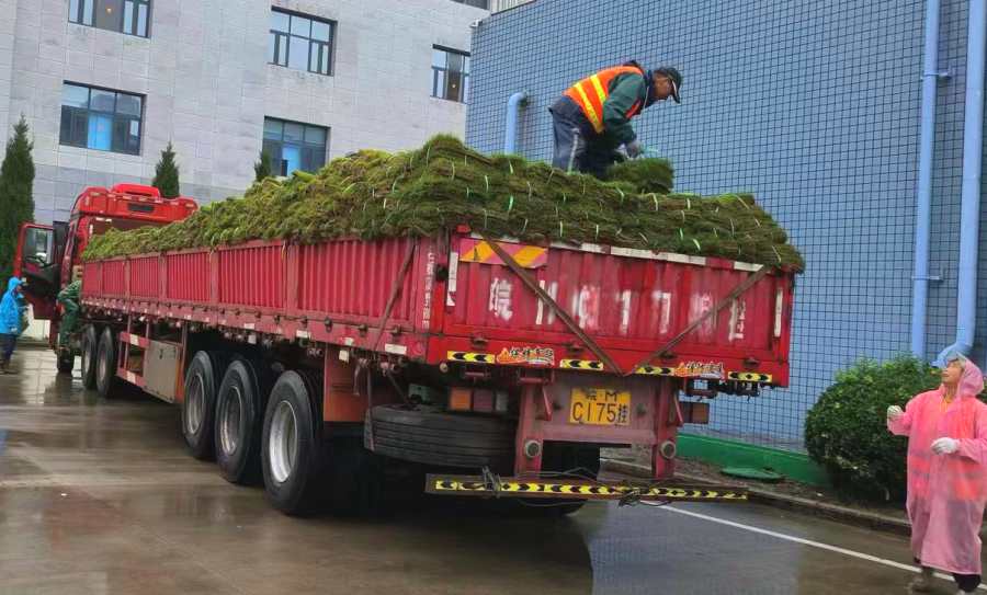 昆山草坪种植