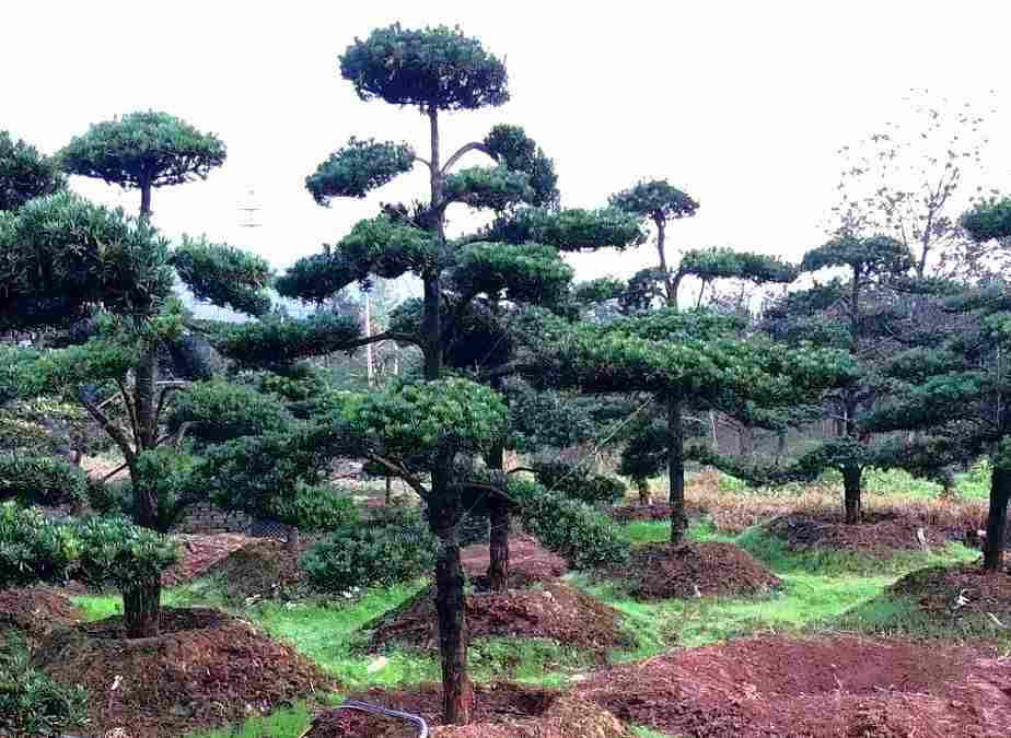 昆山造型树